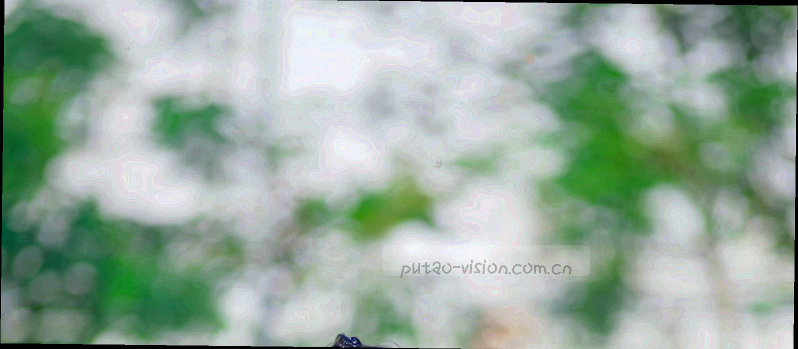 深色背景中成串悬挂的葡萄，光线从右上方斜射下来